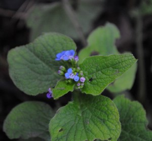 Brunnera