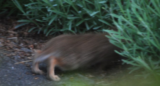 rabbit running