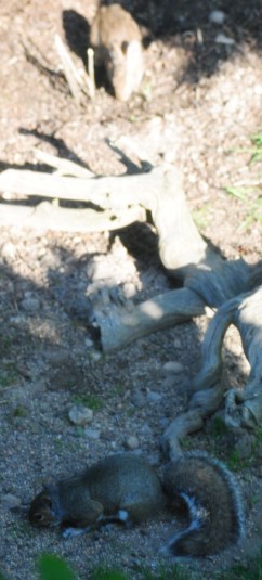 Rabbit (at top) and squirrel