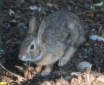 A visitor to my yard