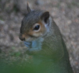 Did the squirrel talk to the rabbit?