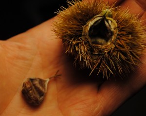 Seed of the Chinese Chestnut