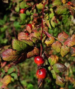 Rosehips