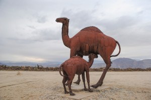 camels