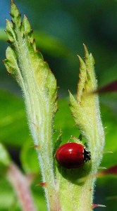 ladybug rose