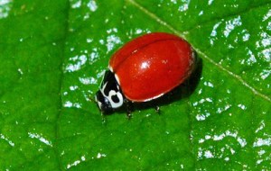 ladybug2