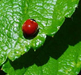 ladybug3