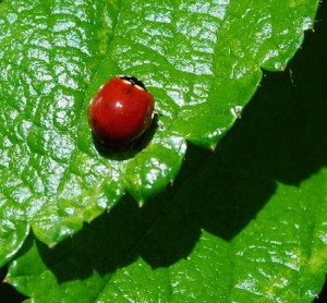 ladybug3
