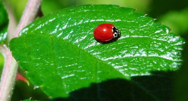 ladybug4