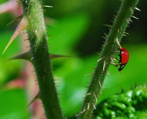 ladybug5