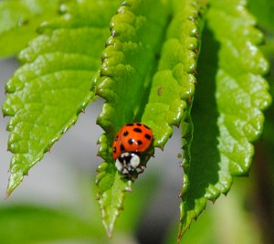 ladybug7