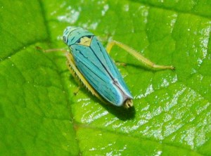 leafhoppers
