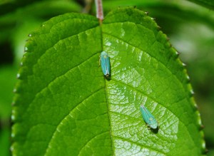 leafhoppers3