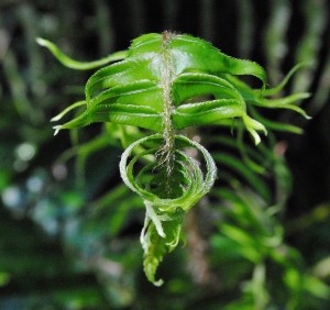 JoanMiller_Creepy Fern Guy_Photography_8x10_100
