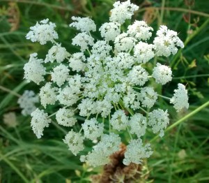 queen-annes1-113645813