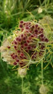 queen-annes2-113556176