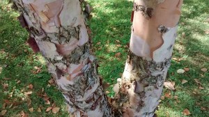 Ornamental river birches near the pond