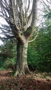 img_20161111_124224500