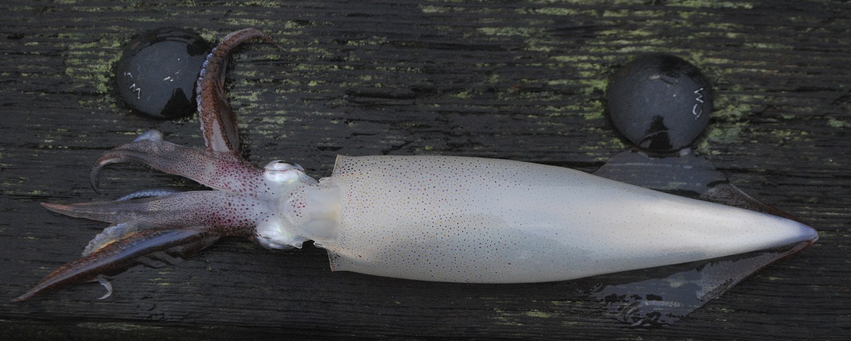 squid1