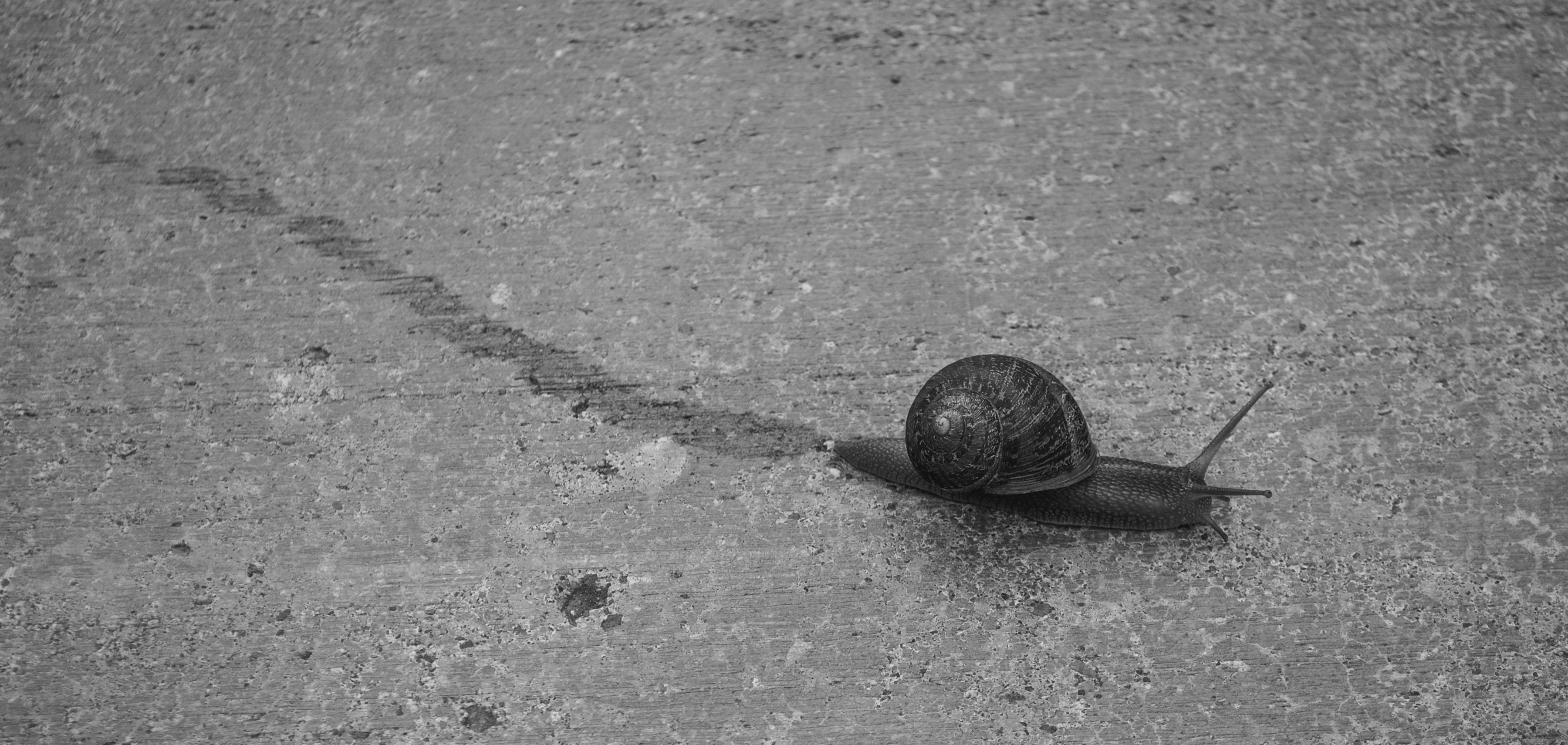 Joan_Miller_Snail Trail