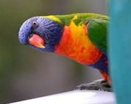 lorikeet3