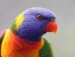 lorikeet4