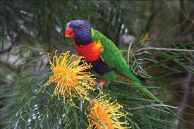 lorikeet5